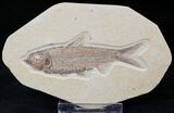 Knightia Fossil Fish - Wyoming #21899-1